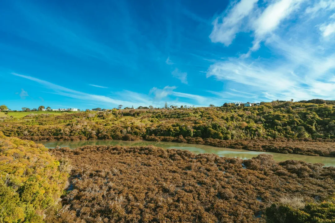 australia vs new zealand