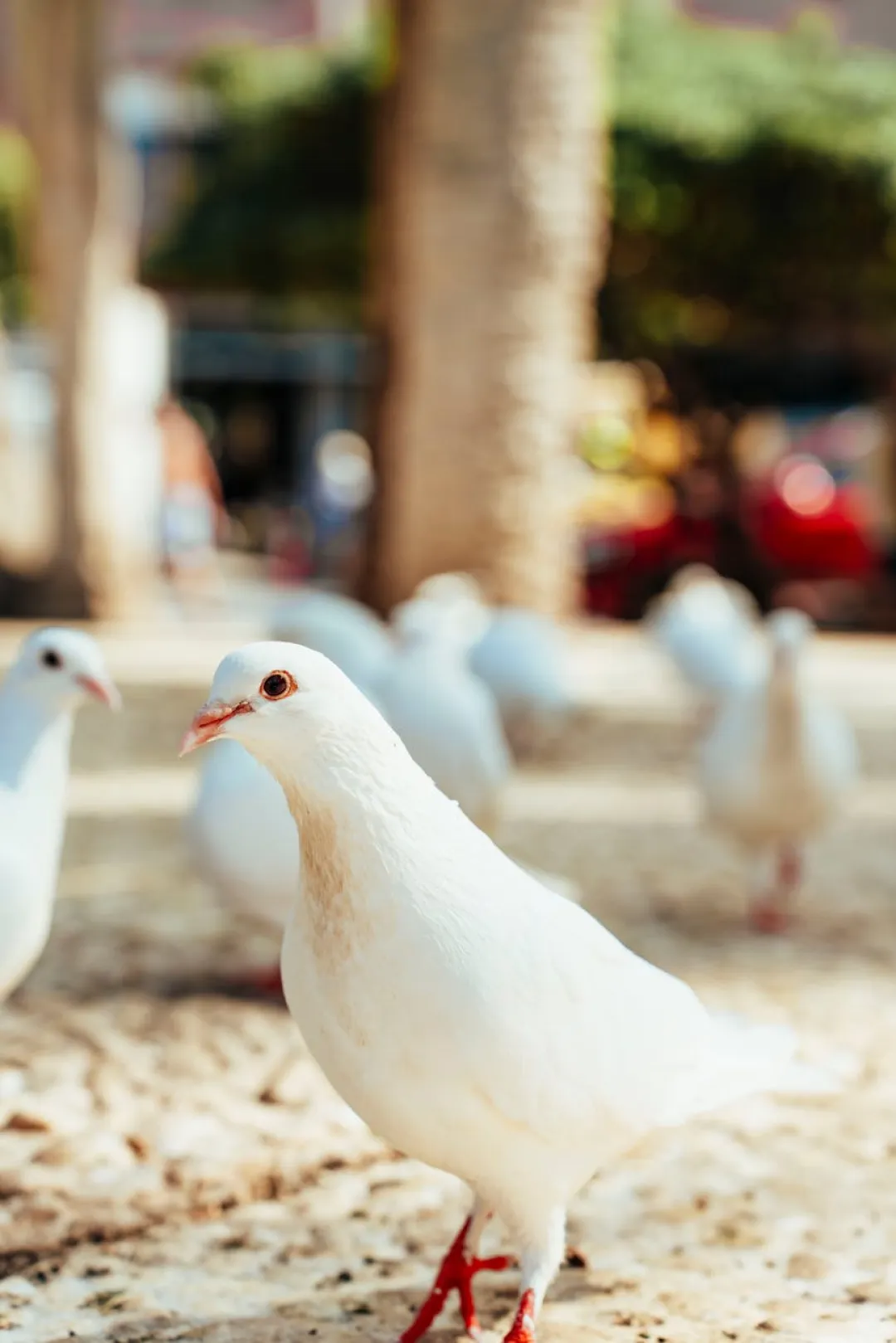barcelona vs alavés