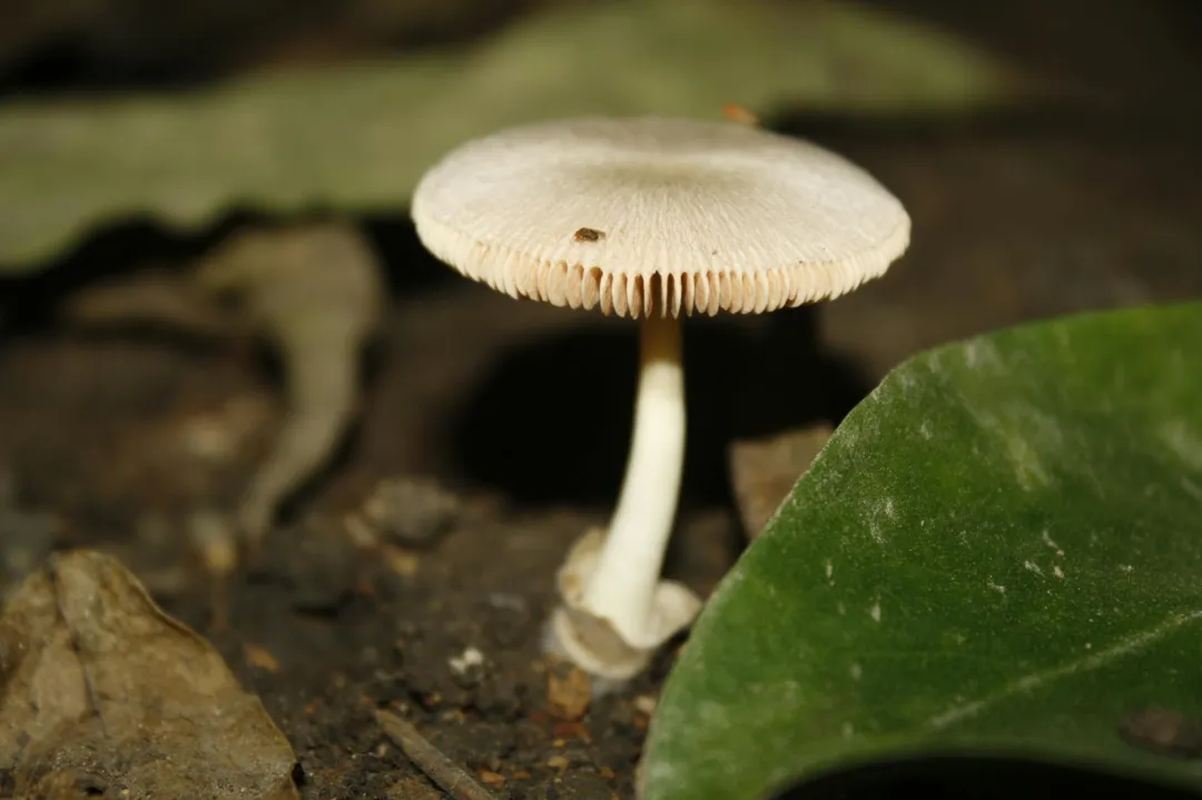 Under the tree: Tales of survival in Hong Kong’s Tai Po Fire